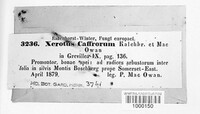 Image of Xerotus caffrorum